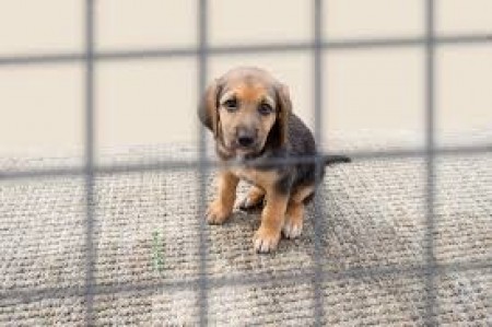 Siapicia. Su Comunu prèmiat a chini adotat a unu cani