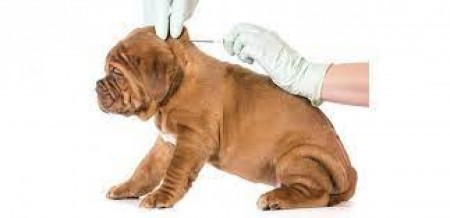 Siapicia. Avisu: microchip a is canis