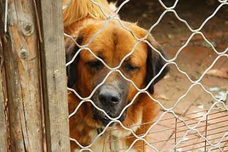 Siamanna.  Avisu po ponni su microchip a is canis