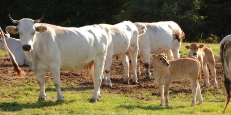 Cunsòrtziu po s’amparu de is produtzionis intensivas de sa Provìntzia de Aristanis.  Abisu po totu is impresàrius agrìculus.