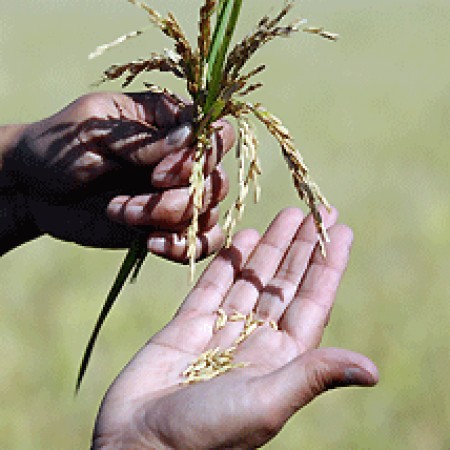 RAS- S’Assessora a s’agricultura at decrarau chi s’ant a giai agiudus a is siendas chi ant tentu dannu po su tempus malu