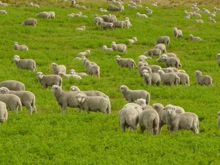 Biddanoa Truschedu. Avisu pùblicu: terrenus comunalis po pastura - Annada 2021-