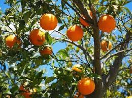 Zrofolliu. Avisu Pùblicu – Ocannu sa sagra de s’aràngiu non s’at a fai