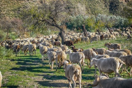 Simaghis. Cunsòrtziu po defensai is produtzionis intensivas de sa provìntzia de Aristanis