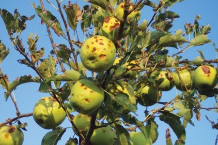 Simaghis. Avisu po is impresàrius agrìculus: assiguratzioni po destrossa naturali (atòngiu-ierru 2022)