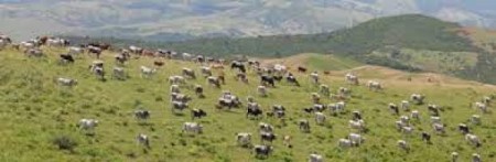 Ollasta. Fait a fai domanda po is terrenus comunalis a usu tzìvicu
